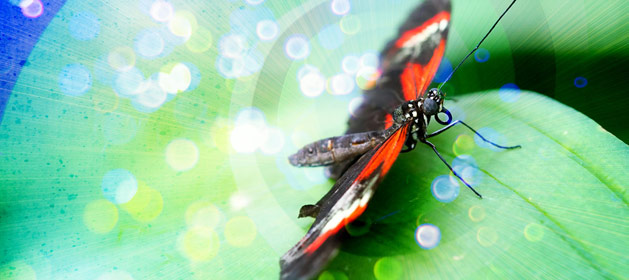 Magical Metamorphosis  Butterfly Life Cycle Stories