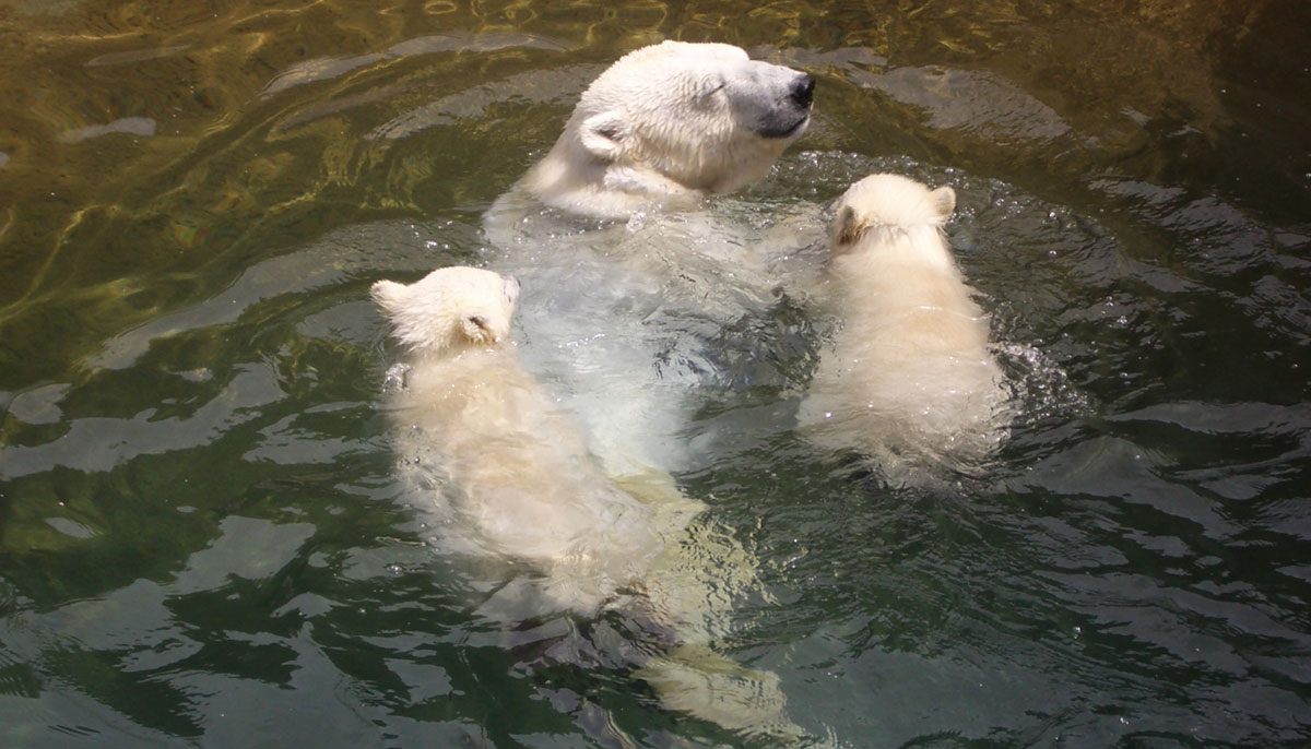 Design a Polar Park Creative Educator