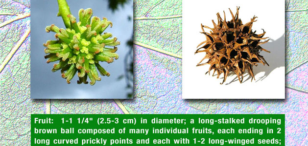 cutout from sample field guide page