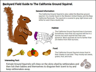 sample student field guide page for a squirrel